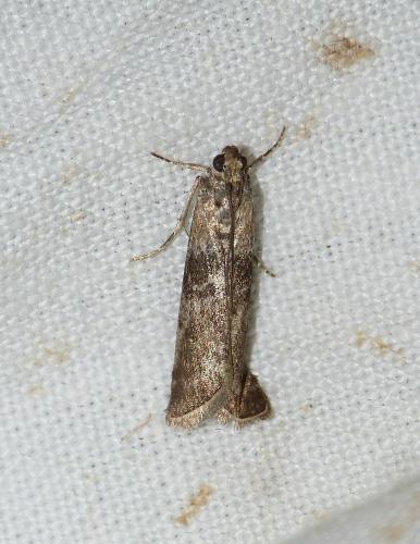 Réf. 196 005 : Sciota hostilis